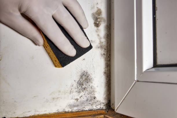Mold Documentation for Insurance Claims in Lyford, TX